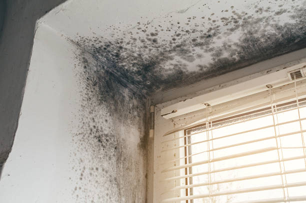 Affordable Mold Cleanup solutions in North Beach, MD